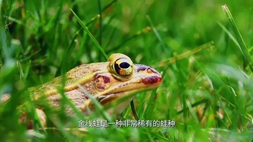 吴中“双岛”怎么玩？《游遍江苏》告诉你！
