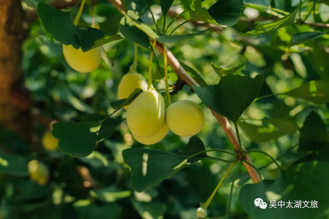 夏去秋来，扒一扒那些“贴膘”的吴中美食