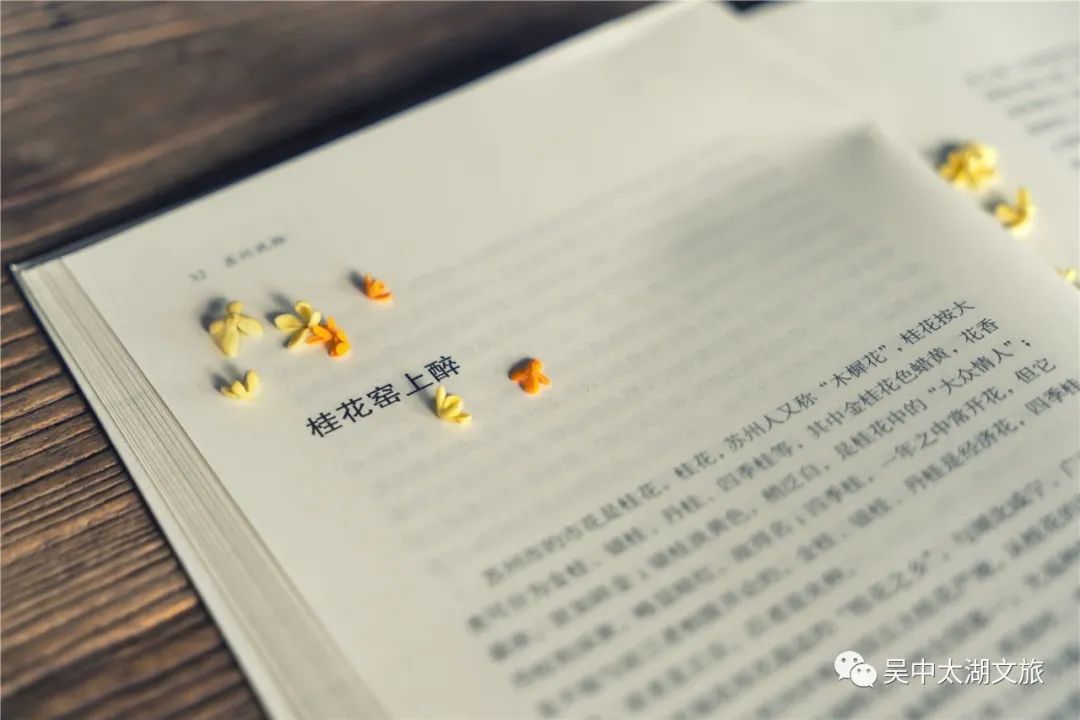 满城桂花香，这里的可！以！吃！