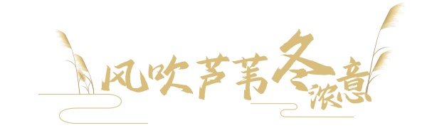 微风起，芦苇摇，又到一年吴中芦花扬！