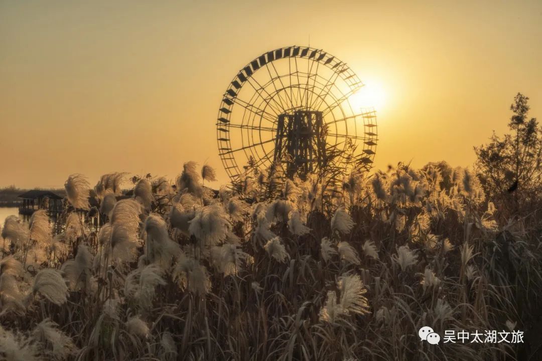 微风起，芦苇摇，又到一年吴中芦花扬！