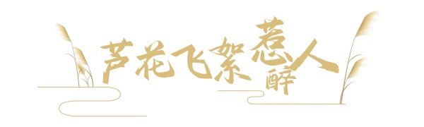微风起，芦苇摇，又到一年吴中芦花扬！