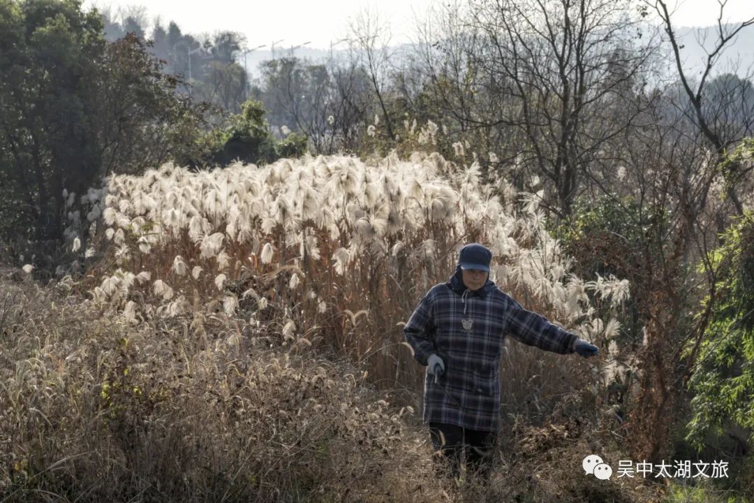 微风起，芦苇摇，又到一年吴中芦花扬！