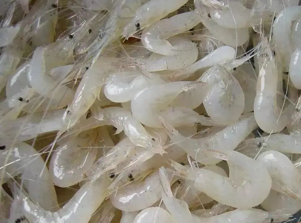 提醒丨赏梅正当时！先预约，再出发！