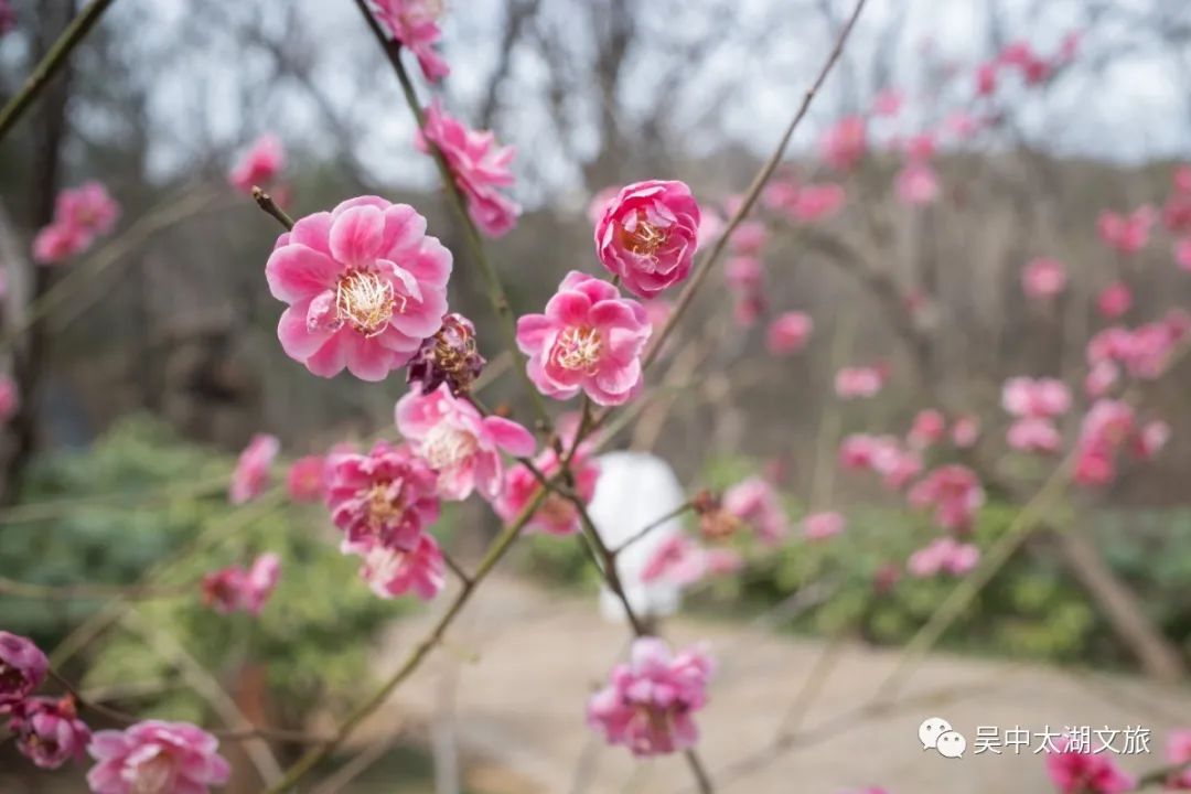 这一碗素面，有讲究！