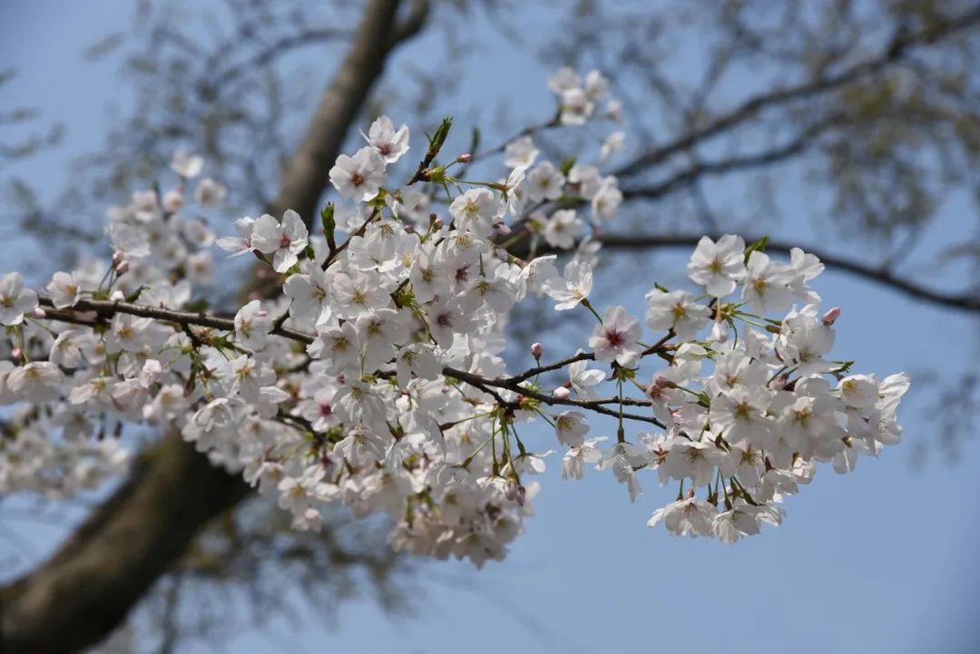 人间已是芳菲天，去光福，邂逅一场花事