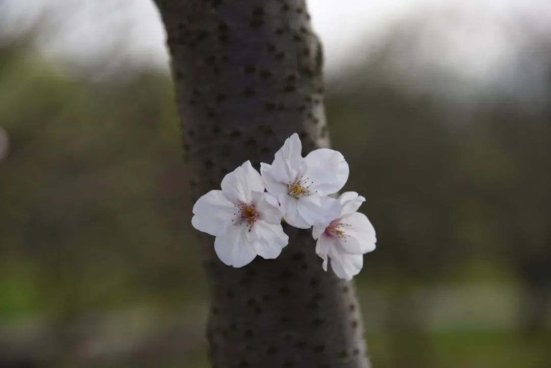 人间已是芳菲天，去光福，邂逅一场花事