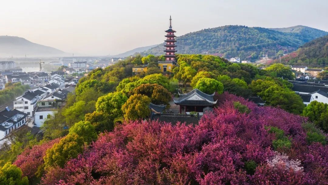 人间已是芳菲天，去光福，邂逅一场花事