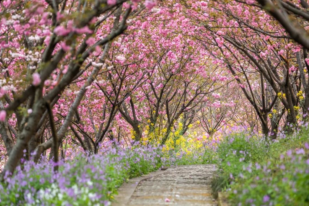 人间已是芳菲天，去光福，邂逅一场花事