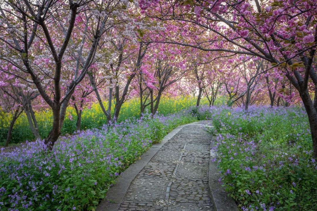 人间已是芳菲天，去光福，邂逅一场花事
