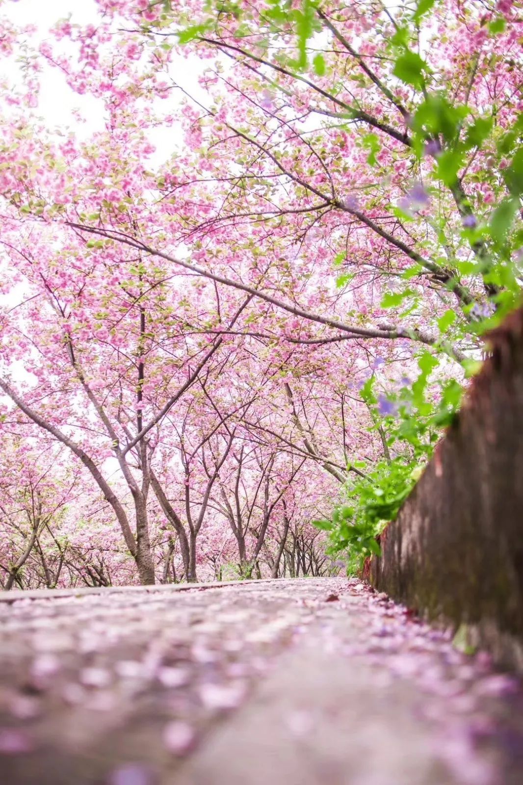 人间已是芳菲天，去光福，邂逅一场花事