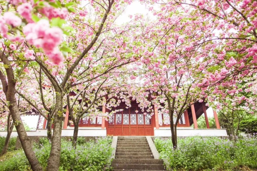 人间已是芳菲天，去光福，邂逅一场花事