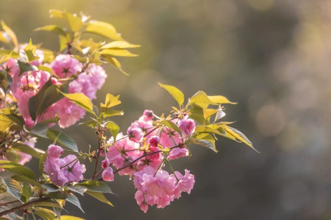 人间已是芳菲天，去光福，邂逅一场花事