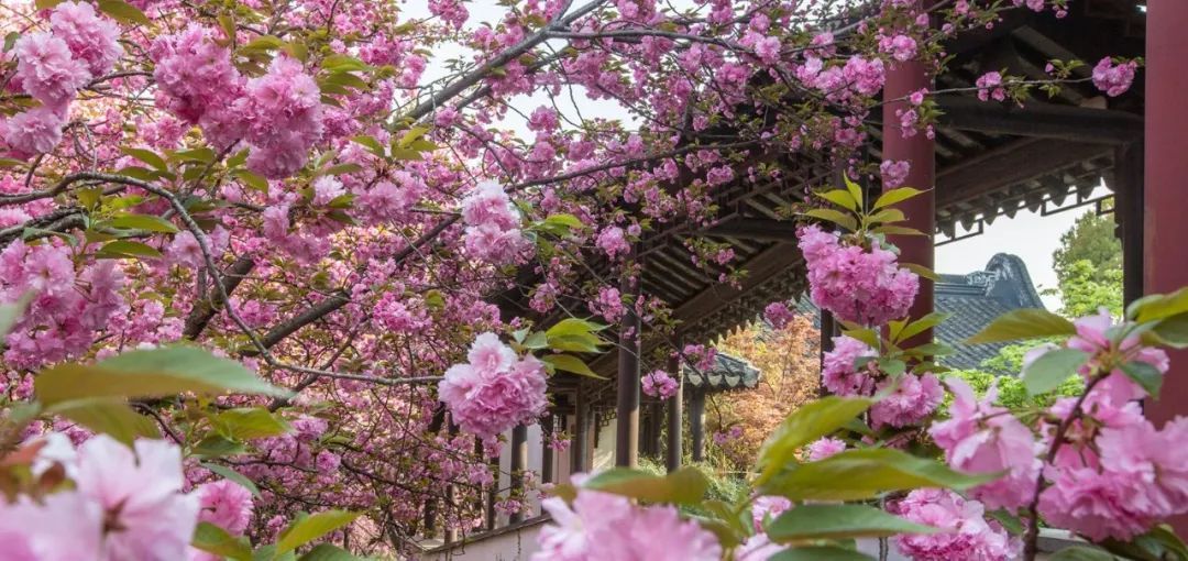 人间已是芳菲天，去光福，邂逅一场花事