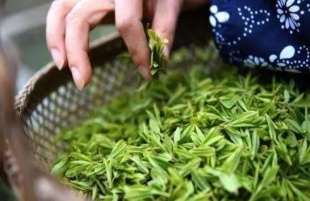 去太湖享受春季限定美好