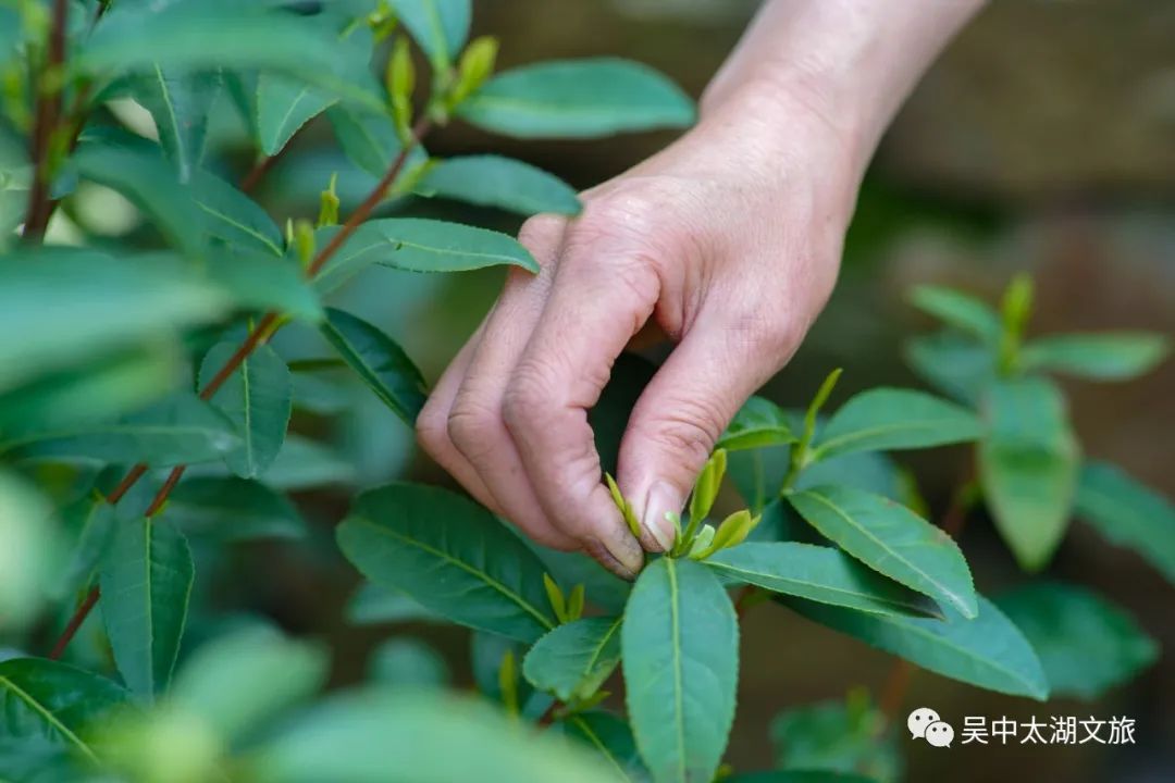 春游吴中丨尝一口春天的味道，鲜！
