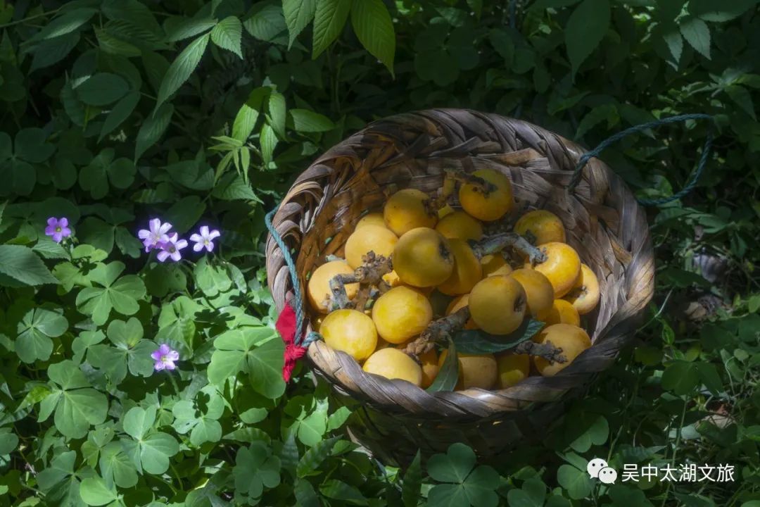 春游吴中丨尝一口春天的味道，鲜！