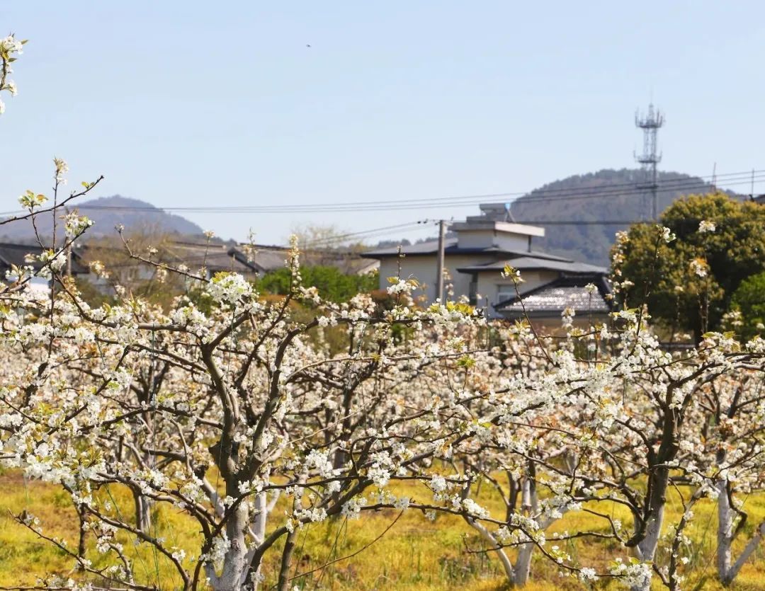 西山岛梨花大片正在上演！高清美图，带你先睹为快！