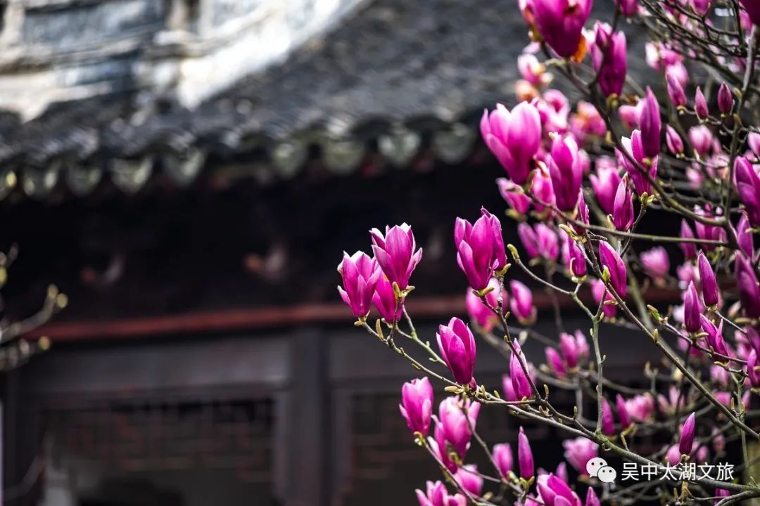穹窿春色，一眼情深！