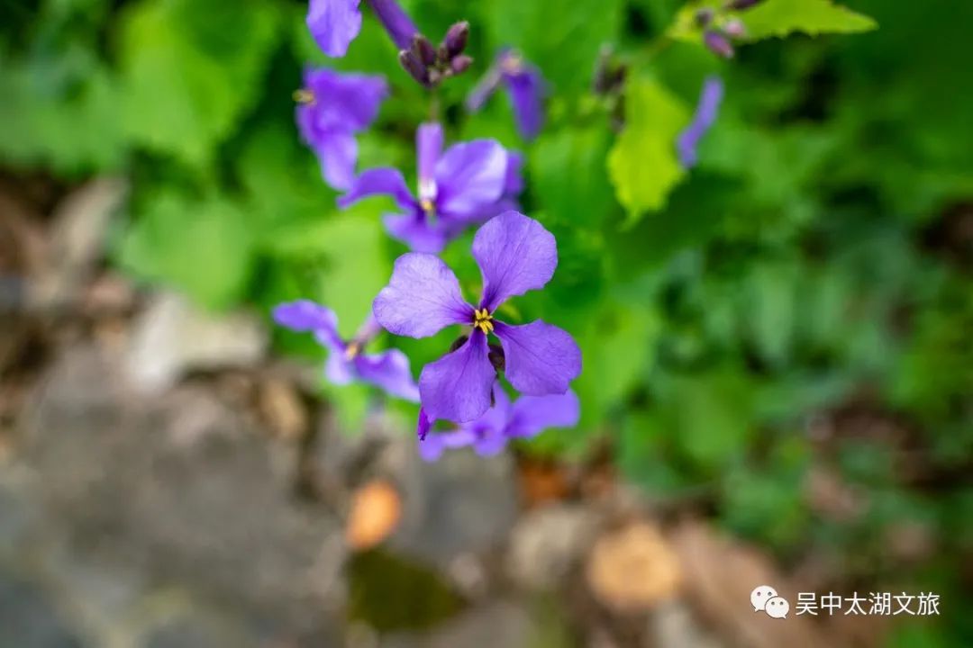 穹窿春色，一眼情深！