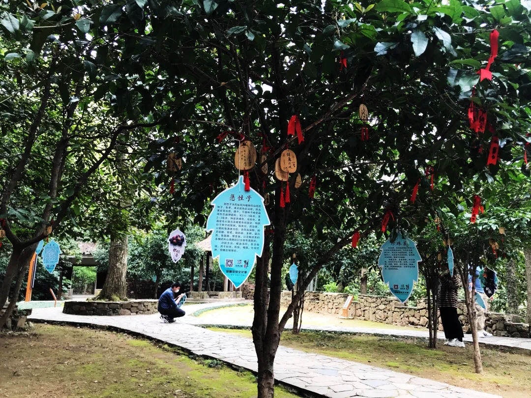 清明小长假来吴中这样玩，才有趣！
