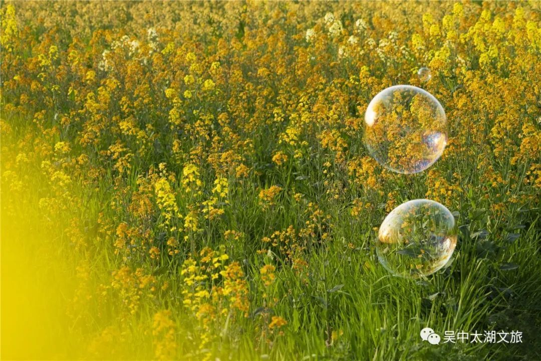 花开成海！趁着最后花期去打卡！