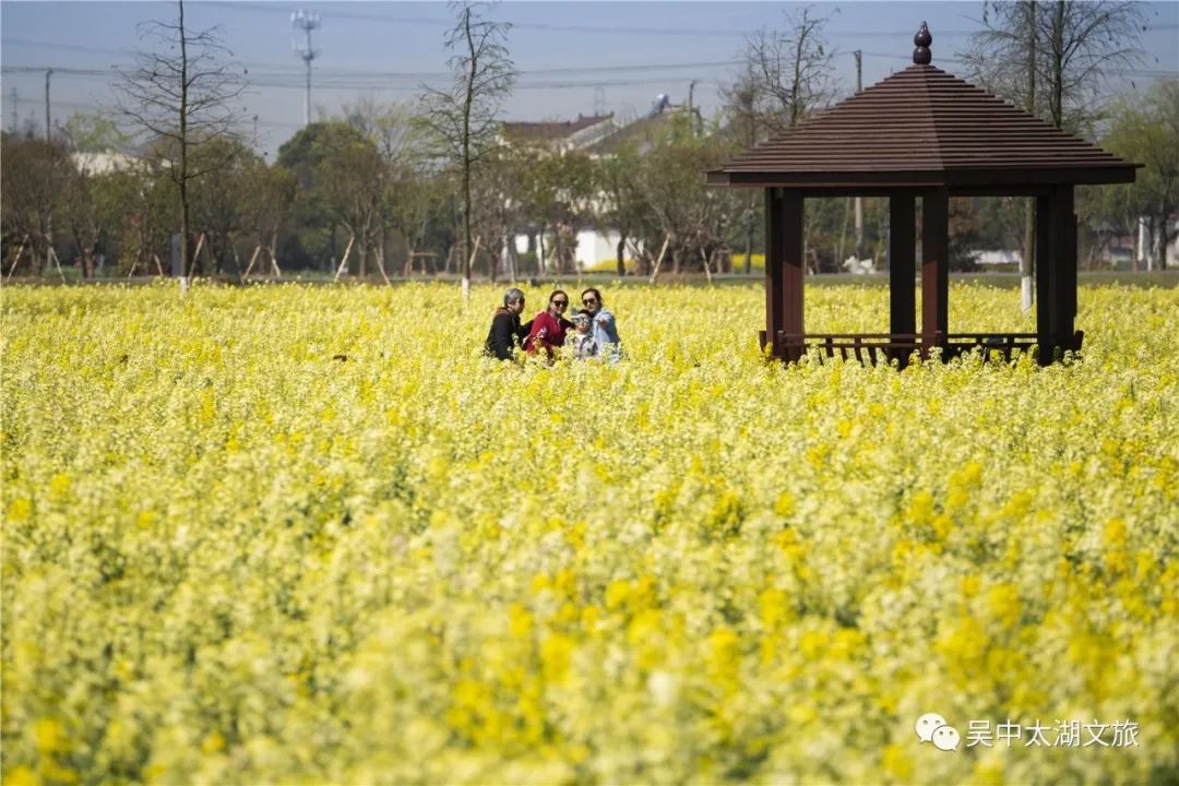 花开成海！趁着最后花期去打卡！