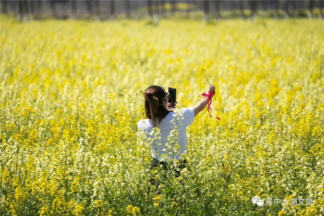 花开成海！趁着最后花期去打卡！