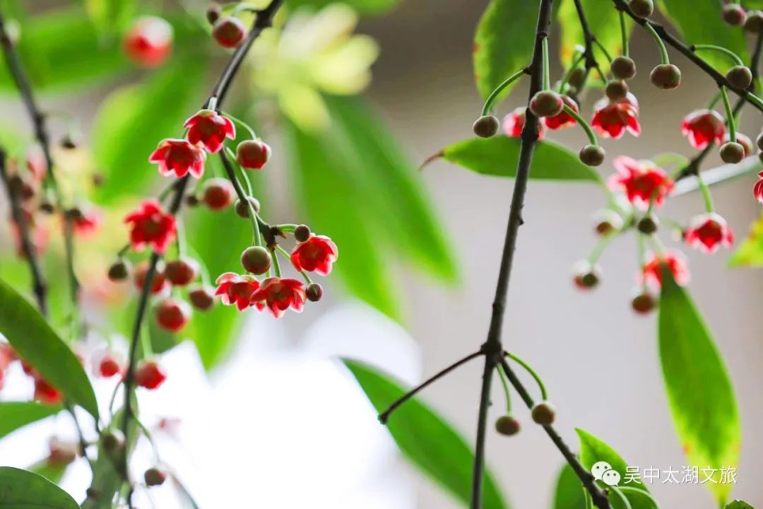 370多岁，花开正盛！