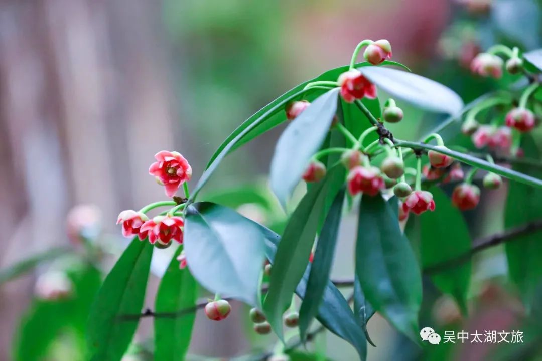 370多岁，花开正盛！