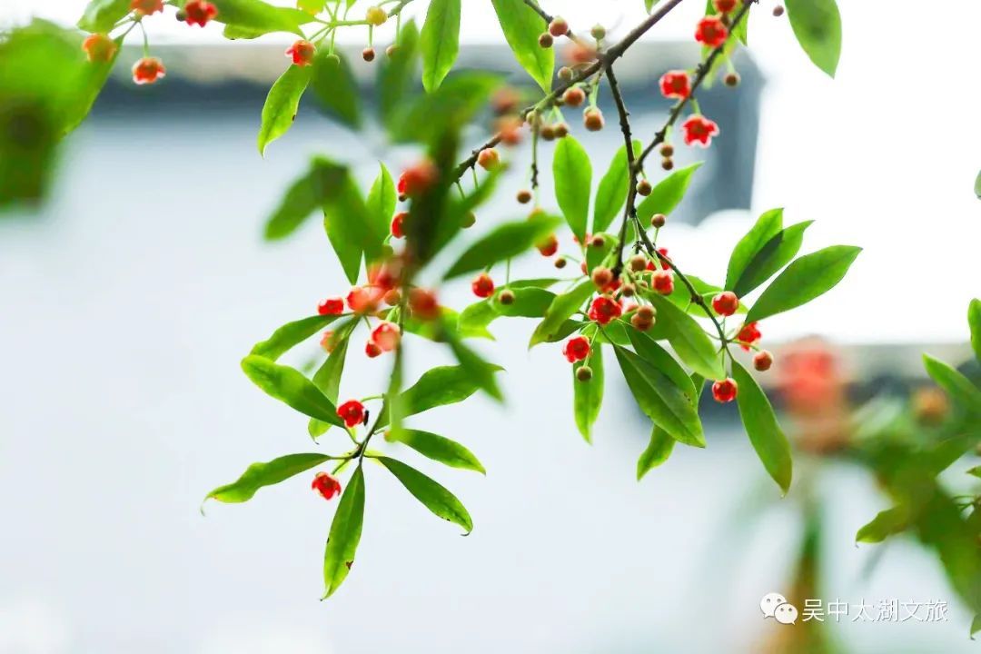 370多岁，花开正盛！