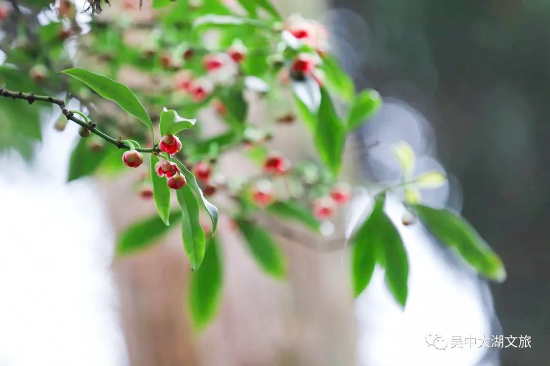 370多岁，花开正盛！