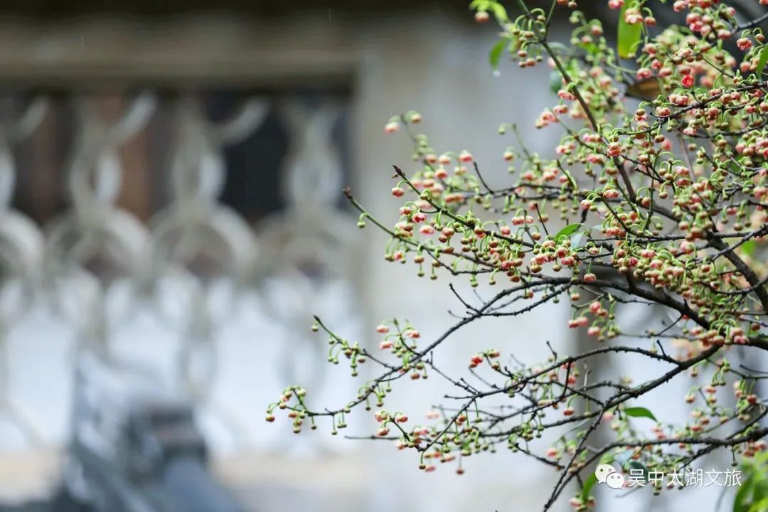 370多岁，花开正盛！