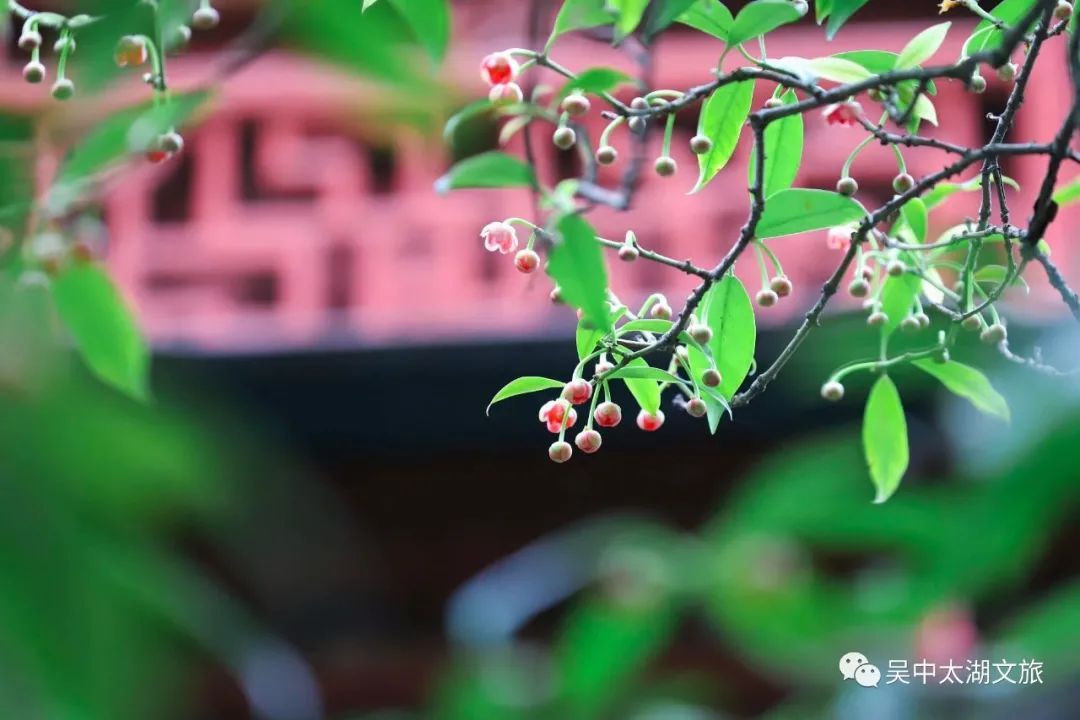 370多岁，花开正盛！
