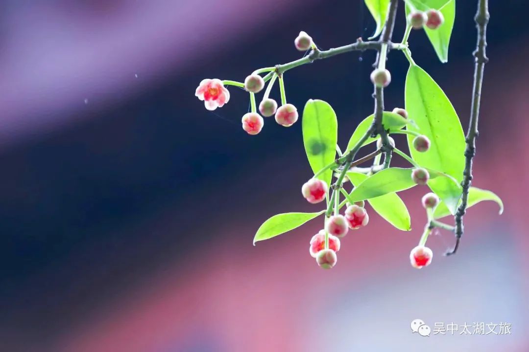 370多岁，花开正盛！