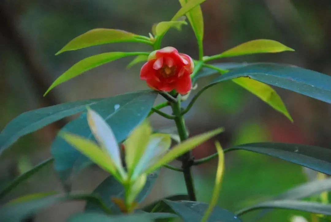 370多岁，花开正盛！