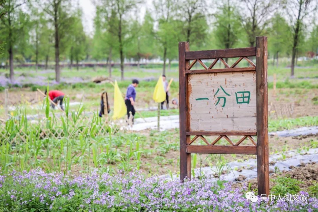 在临湖，打开春天的N种方式！