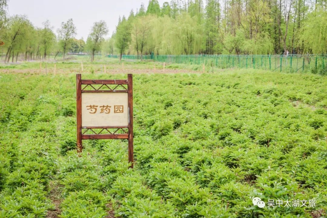 在临湖，打开春天的N种方式！