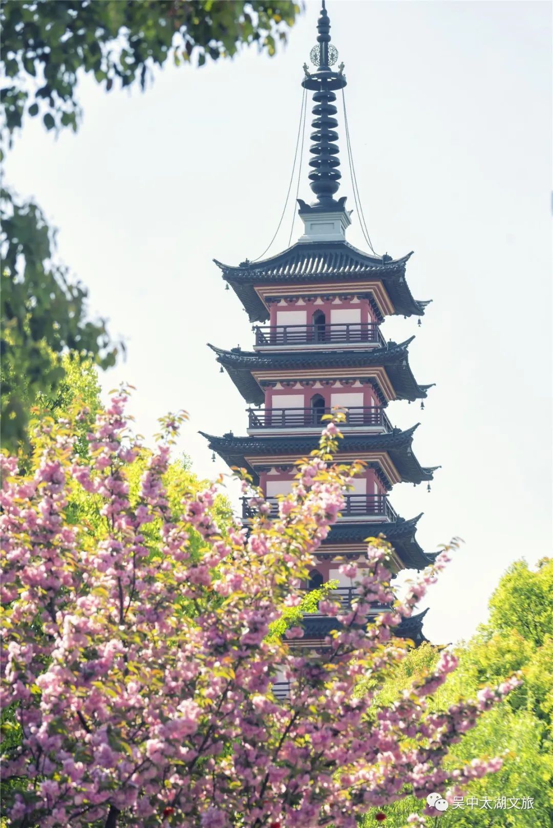 樱花之约，不负等待…