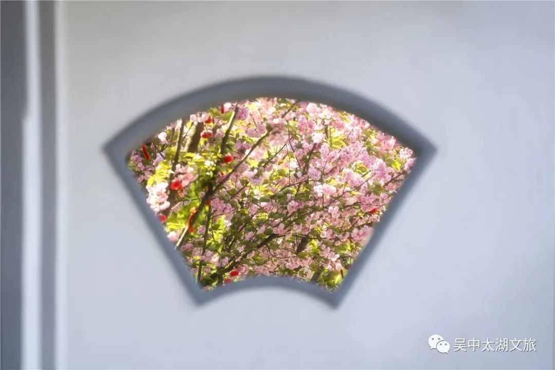 樱花之约，不负等待…