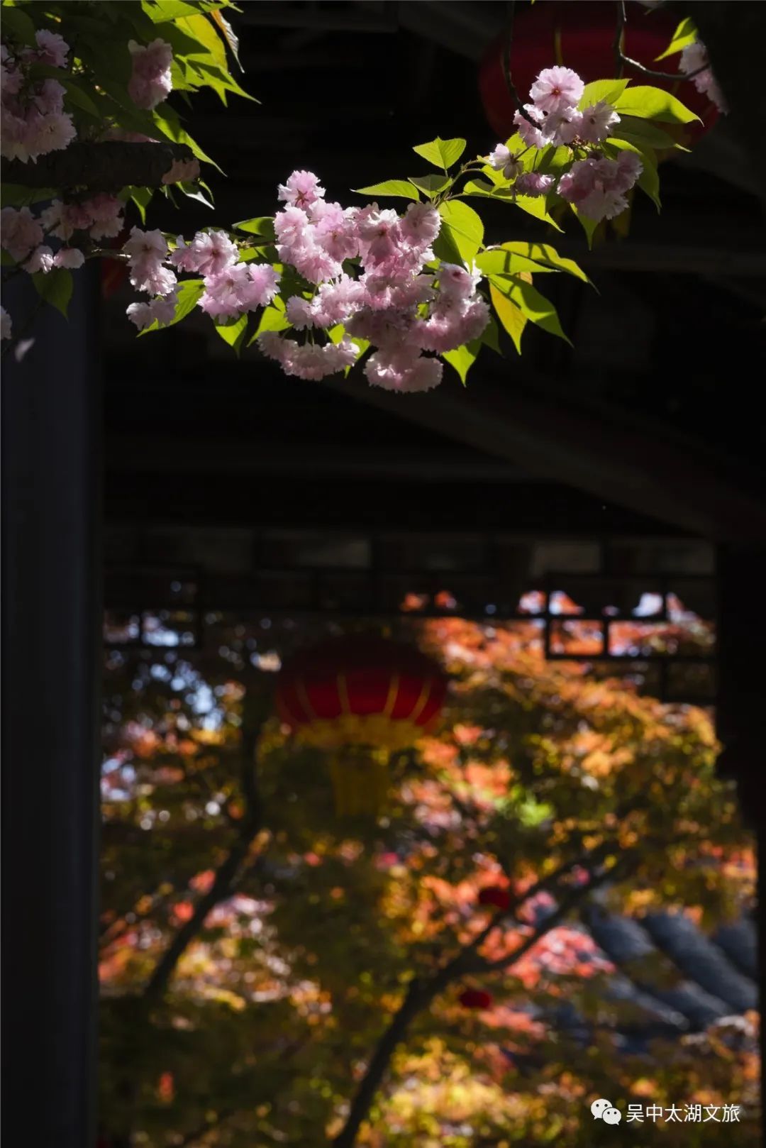 樱花之约，不负等待…