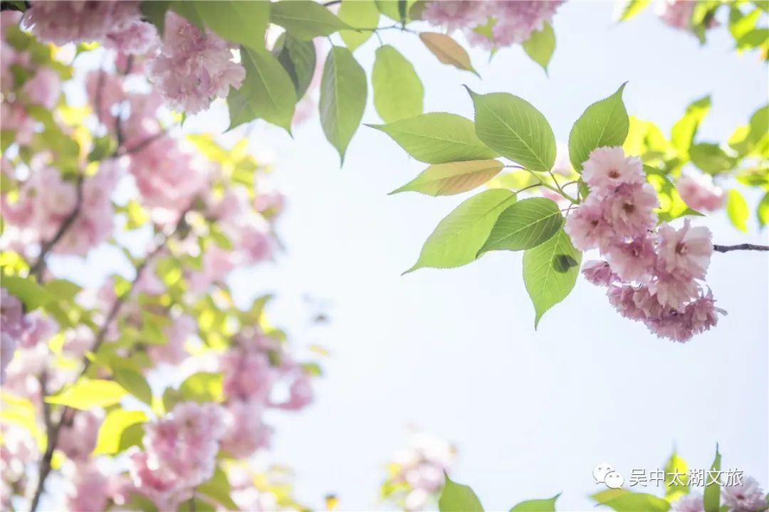 樱花之约，不负等待…