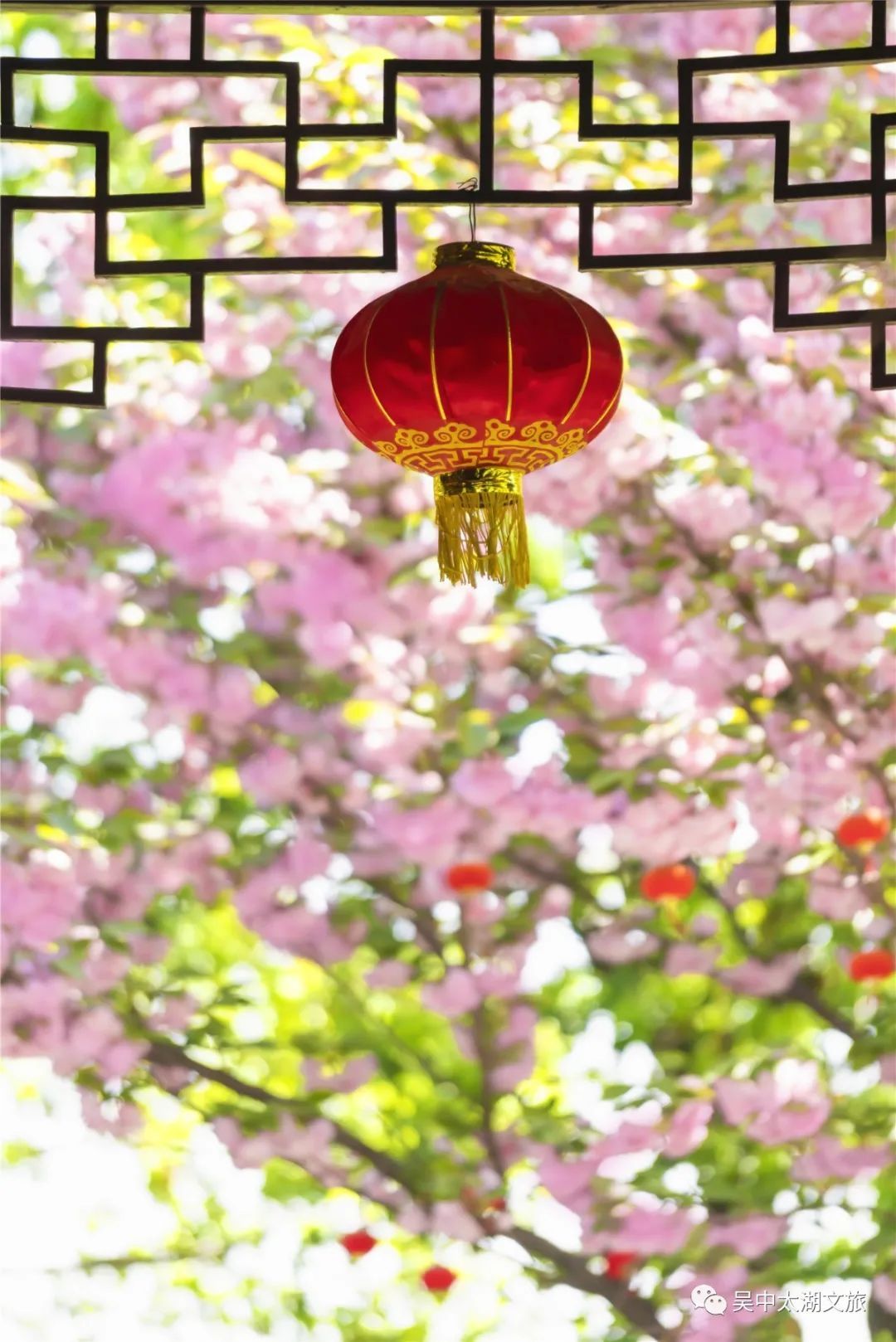 樱花之约，不负等待…