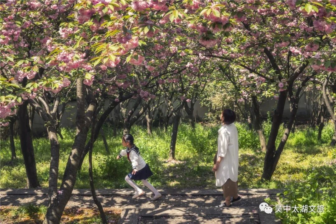 樱花之约，不负等待…