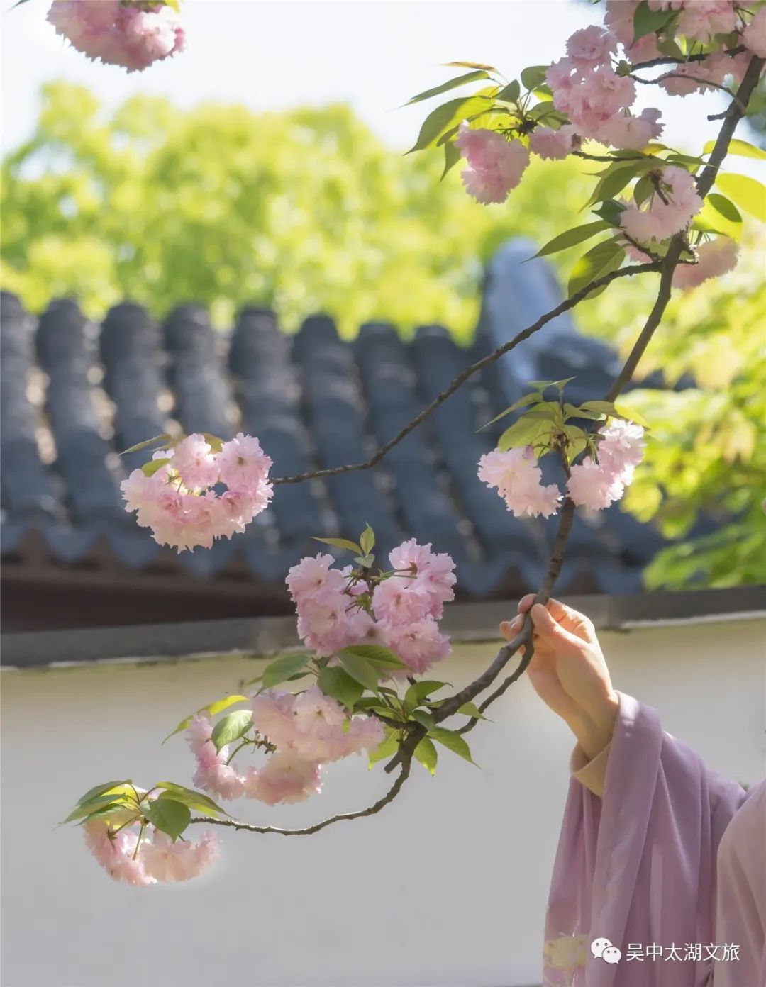 樱花之约，不负等待…