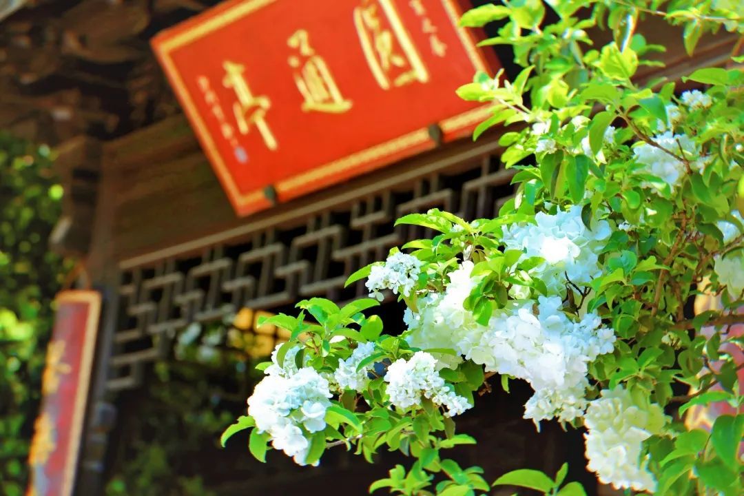 樱花之约，不负等待…