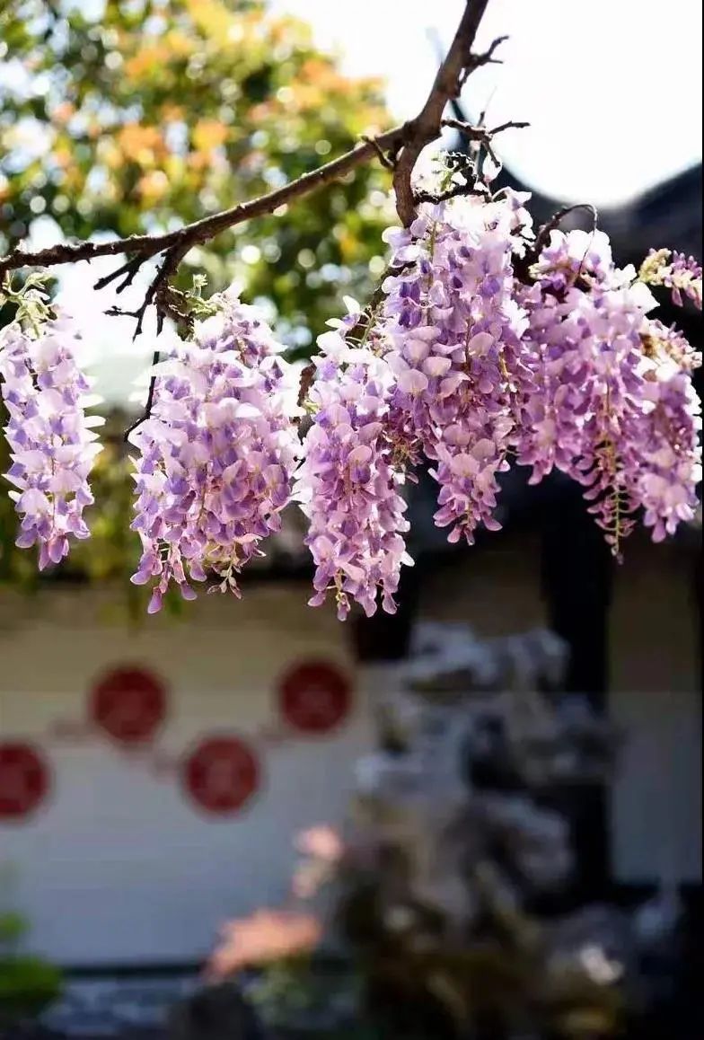 又到紫藤吐艳时！