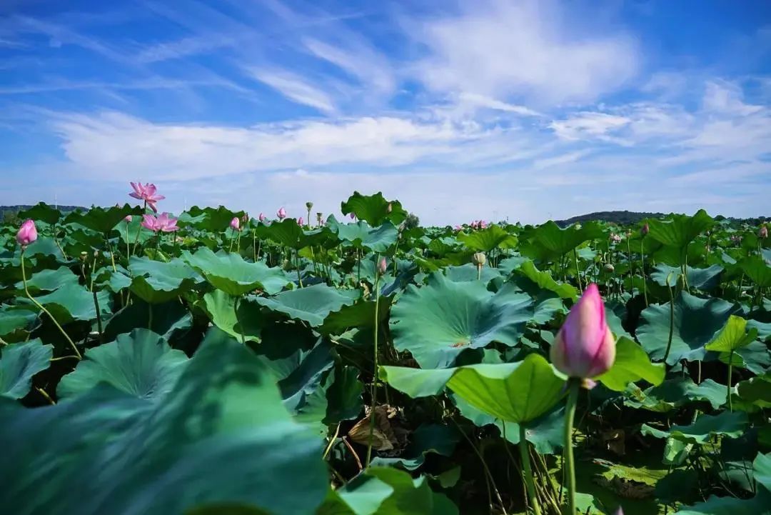 关于夏天的诗词里，藏着一整个太湖…