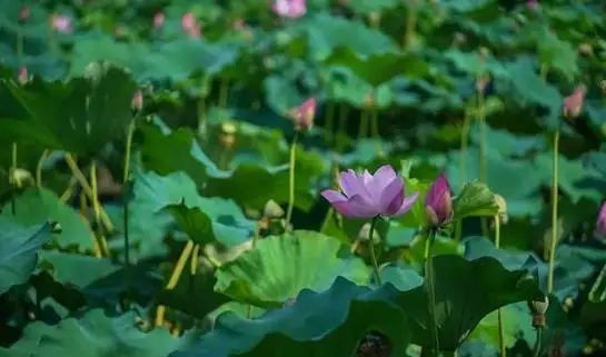 关于夏天的诗词里，藏着一整个太湖…