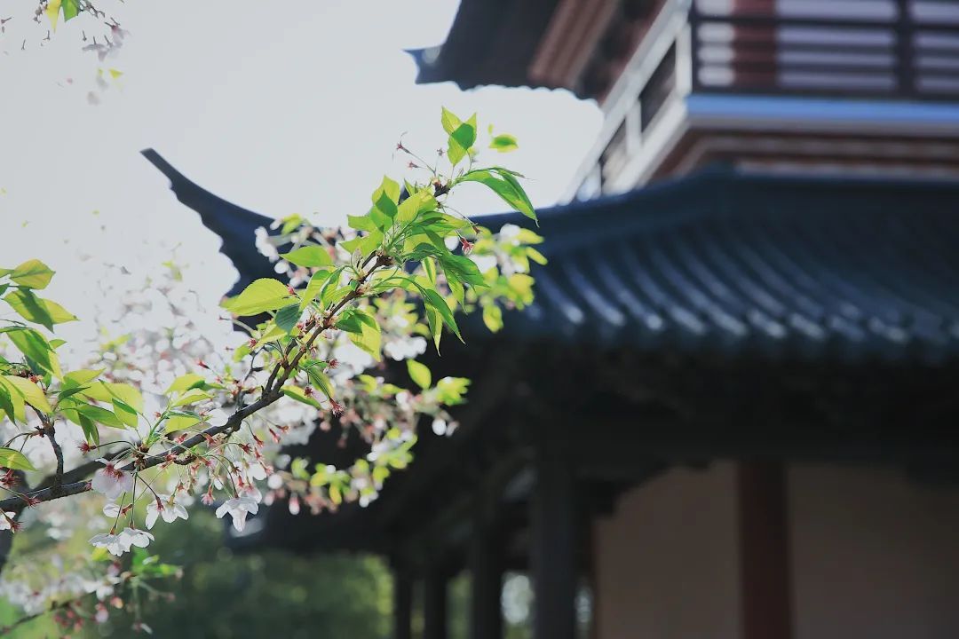 关于夏天的诗词里，藏着一整个太湖…